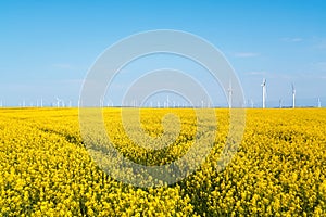 Rapeseed flowers field and wind farm