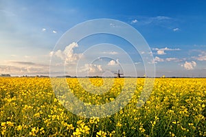 Rapeseed flowers field and windmill