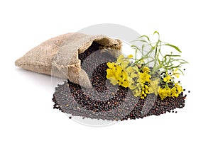 Rapeseed with flowers isolated on white background.