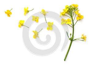 Rapeseed Flowers Isolated on White Background