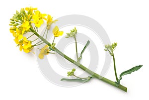 Rapeseed Flowers Isolated on White Background