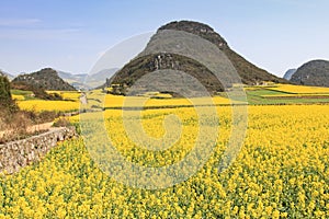 Rapeseed flowers of Luoping in Yunnan China