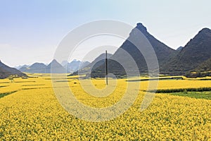 Rapeseed flowers of Luoping in Yunnan China