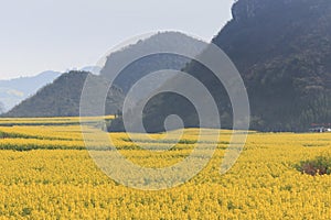 Rapeseed flowers of Luoping in Yunnan China