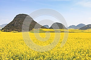 Rapeseed flowers of Luoping in Yunnan China