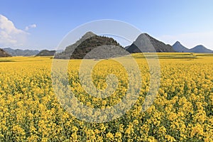 Rapeseed flowers of Luoping in Yunnan China