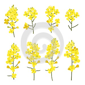 Rapeseed flowers set isolated on white background. Design elements of Brassica napus blossom, vector illustration