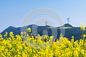 Rapeseed flowers at Snail farm Luositian Field in Luoping County, China