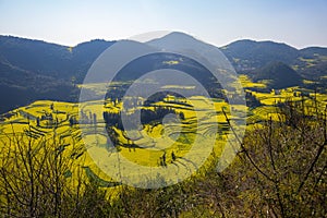 Rapeseed flowers at Snail farm Luositian Field in Luoping County, China