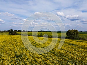 Rapeseed flowers in summer on a farm field. Beautiful cloudy sky over the yellow field, landscape