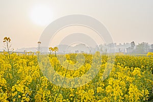 Rapeseed flowers in sunny spring morning