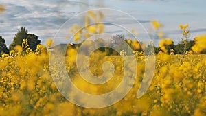 Rapeseed flowers at sunset. Video using a slider.