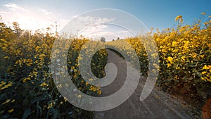 Rapeseed flowers at sunset. Video using a slider.