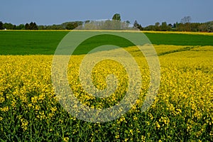 Rapeseed Flowers are a Tender sign of spring