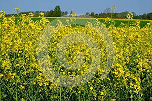 Rapeseed Flowers are a Tender sign of spring
