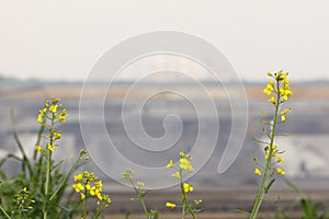 Rapeseed In Front Of Mine Landscape