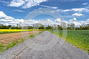 Rapeseed and grain are ripening in the field, there is a dirt road in the middle of the field, blue sky with clouds in the backgro