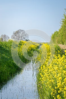 Rapeseed growing along a ditch filled with water in Holland