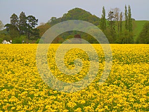 Rapeseed growing in field