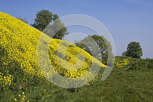 Rapeseed grown hill