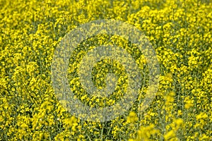 Rapeseed is grown throughout the world to produce fodder, vegetable oil for human consumption and biodiesel