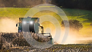 Rapeseed harvesting by combine on summer field. Brassica napus