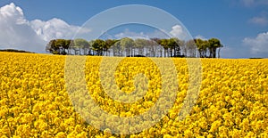 Rapeseed horizon South Wales