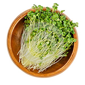 Rapeseed microgreens, sprouts of Brassica napus, in a wooden bowl