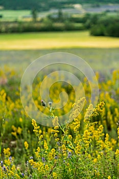 Rapeseed mixed with Lavender in Sault village