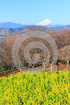 Rapeseed and Mt.Fuji