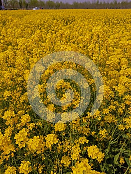 Rapeseed in Nankai University, Tianjin, China