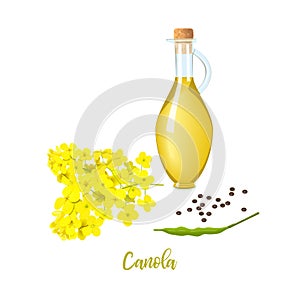 Rapeseed oil in bottle, canola blossom flowers and seeds and leaf. Card template text. Flowering colza. Brassica napus