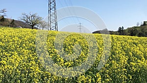 Rapeseed oil Fields in the green springtime. The bright yellow of blooming Canola flowers