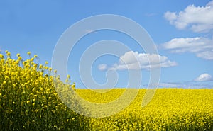 Rapeseed oil plant field on bright blue sky