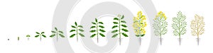Rapeseed oilseed rape plant. Growth stages. Growing period steps. Brassica napus. Harvest animation progression