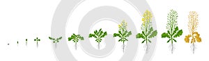 Rapeseed oilseed rape plant. Growth stages. Growing period steps. Harvest animation progression development