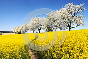 Rapeseed with parhway and alley cherry trees