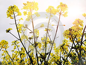 Rapeseed plant