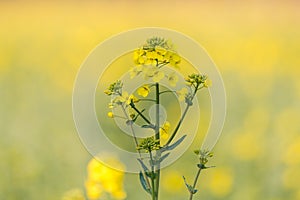 Rapeseed Plant In Flower
