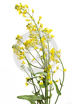 Rapeseed plant flowering