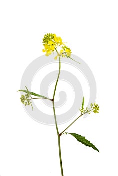 Rapeseed plant
