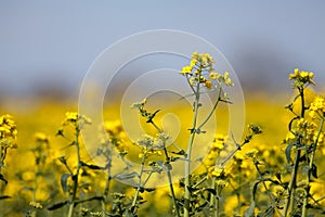 Rapeseed plant. Yellow summer flowers on oilseed mustard cr