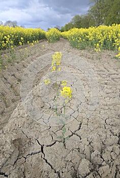 Rapeseed plants on dry soil