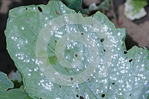 Rapeseed plants with pest Cabbage Whitefly Aleyrodes proletella adults and larvae, nymphs on the underside of the leaf.