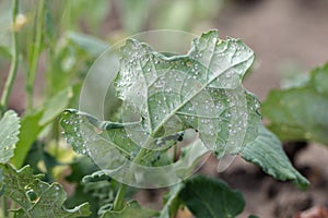 Rapeseed plants with pest Cabbage Whitefly Aleyrodes proletella adults and larvae, nymphs on the underside of the leaf.