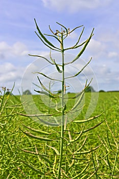 Rapeseed pods