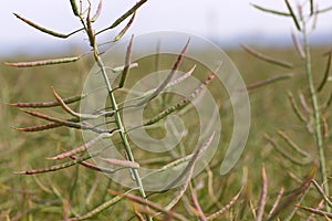 Rapeseed seed pods, Blooming canola flowers close up