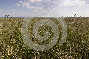 Rapeseed seed pods, Blooming canola flowers close up