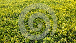 Rapeseed spring flowers countryside spring arrival