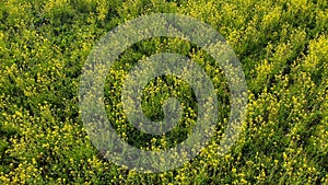 Rapeseed spring flowers countryside spring arrival
